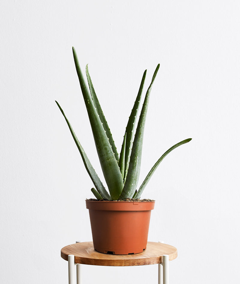 Aloe