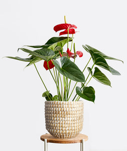 Red Anthurium