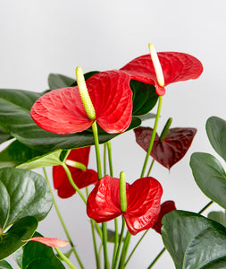 Red Anthurium - Ansel & Ivy