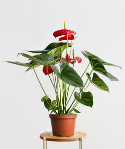 Red Anthurium