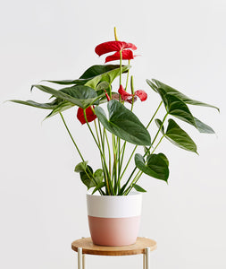 Red Anthurium - Ansel & Ivy