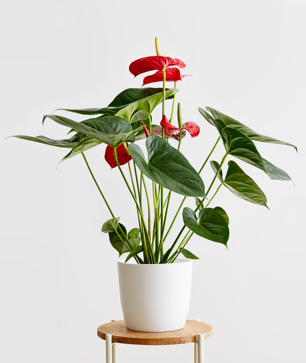 Red Anthurium - Ansel & Ivy