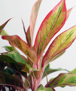 Aurora Aglaonema houseplant with pink leaves. Shop online and choose from low light, air-purifying, and easy-to-grow indoor plants anyone can enjoy. Free shipping on orders $100+.