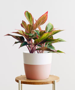 Aurora Aglaonema houseplants with pink leaves. Shop online and choose from low light, air-purifying, and easy-to-grow indoor plants anyone can enjoy. Free shipping on orders $100+.