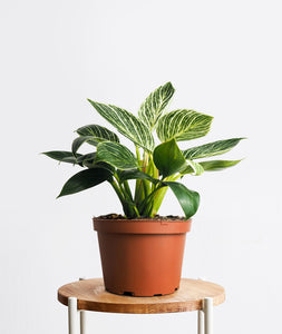 Birkin Philodendron