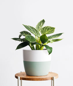 Birkin Philodendron houseplant with striped leaves. Shop online and choose from low-light, air-purifying, and easy-to-grow indoor plants anyone can enjoy. Free shipping on orders $100+.