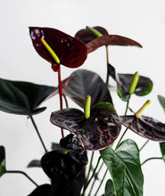 Load image into Gallery viewer, Black Love Anthurium.