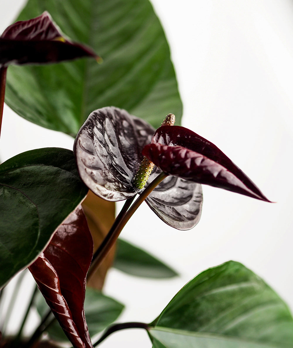 Black Love Anthurium