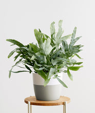 Load image into Gallery viewer, Blue Star Fern, Phlebodium aureum low light pet safe houseplant. Ferns are safe for cats and not toxic to dogs. Shop online and choose from pet-friendly, air-purifying, and easy-to-grow houseplants anyone can enjoy. Free shipping on orders $100+.