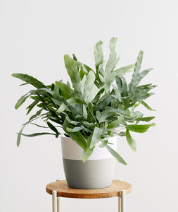 Blue Star Fern, Phlebodium aureum low light pet safe houseplant. Ferns are safe for cats and not toxic to dogs. Shop online and choose from pet-friendly, air-purifying, and easy-to-grow houseplants anyone can enjoy. Free shipping on orders $100+.