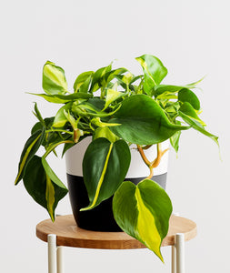 Brasil Philodendron.