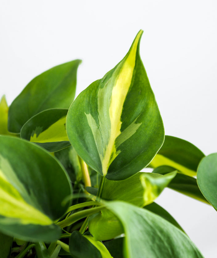 How to Grow and Care for Philodendron 'Brasil