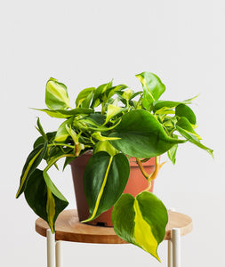 Brasil Philodendron