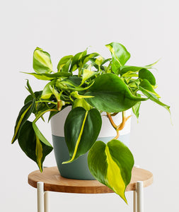 Brasil Philodendron.