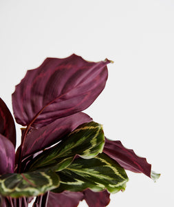 Calathea Medallion plant with purple leaves. Calathea houseplants are safe for cats and not toxic to dogs. Shop online and choose from pet-friendly, air-purifying, and easy-to-grow houseplants anyone can enjoy. Free shipping on orders $100+.