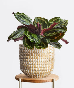 Calathea Medallion