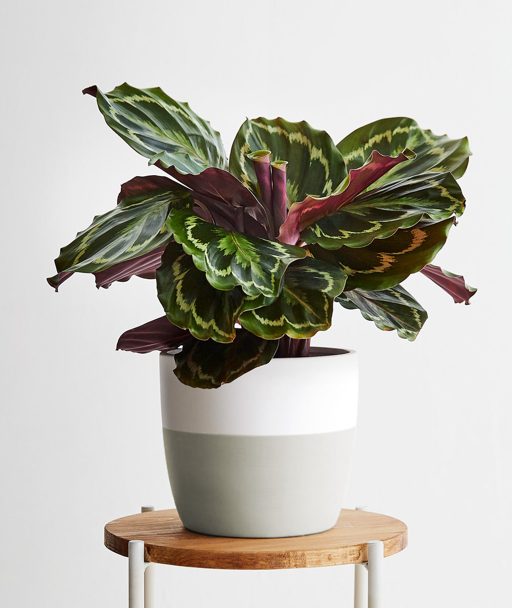 Calathea.