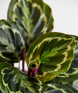 Calathea Medallion plant with purple leaves. Calathea houseplants are safe for cats and not toxic to dogs. Shop online and choose from pet-friendly, air-purifying, and easy-to-grow houseplants anyone can enjoy. Free shipping on orders $100+.