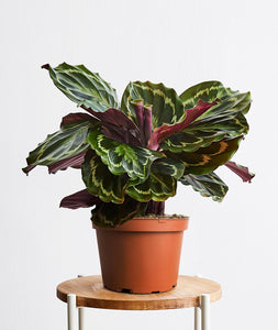 Calathea Medallion