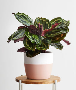 Calathea Medallion plant with purple leaves. Calathea houseplants are safe for cats and not toxic to dogs. Shop online and choose from pet-friendly, air-purifying, and easy-to-grow houseplants anyone can enjoy. Free shipping on orders $100+.