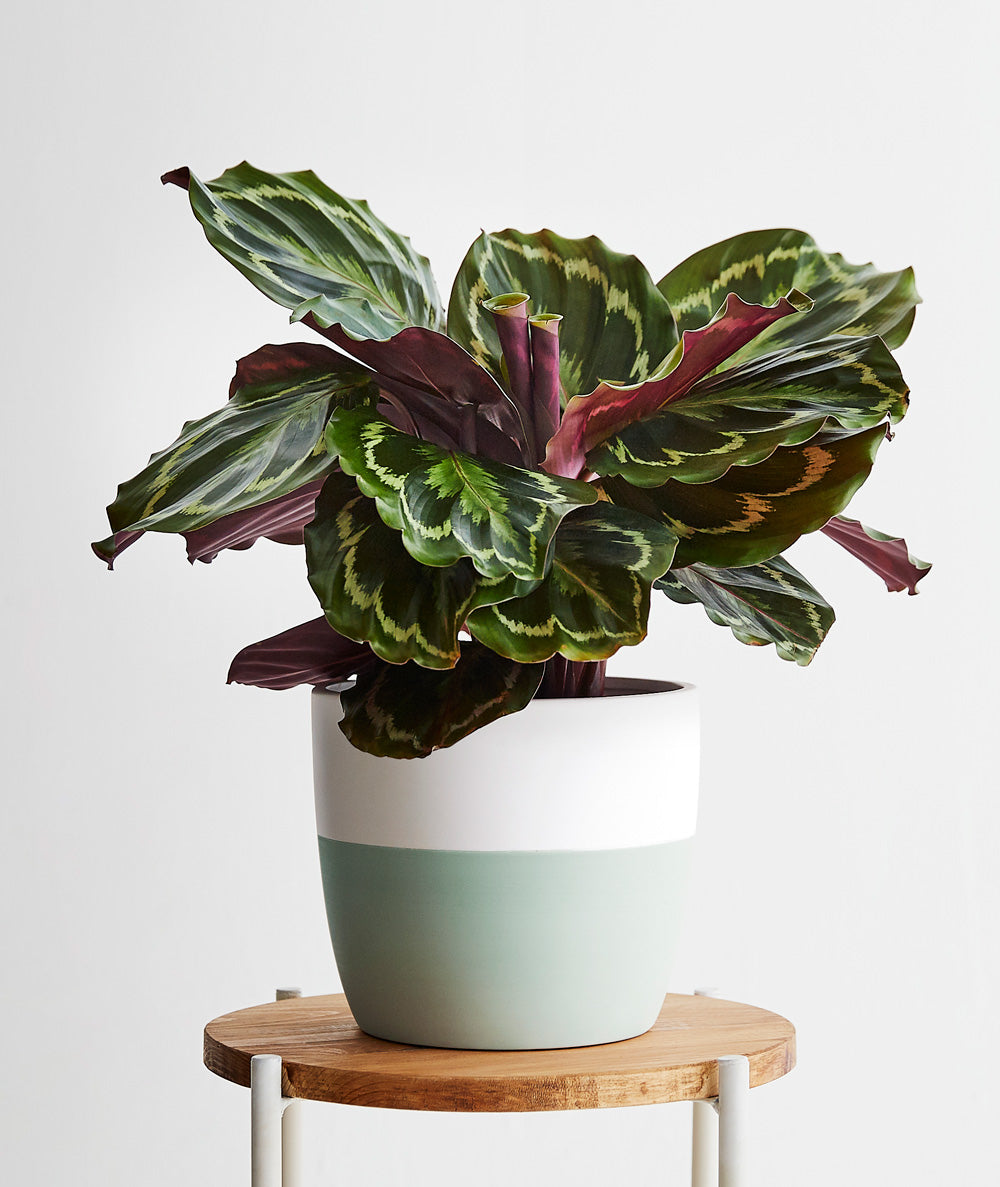 Calathea.