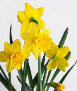 Daffodils