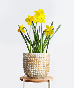 Daffodils