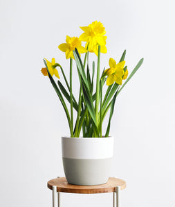 Daffodils