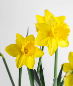 Daffodils