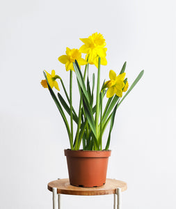 Daffodils