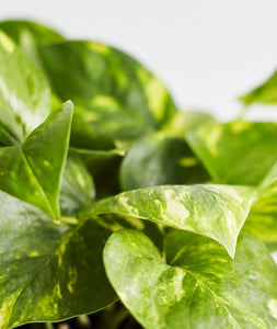 plants with heart shaped leaves. pothos