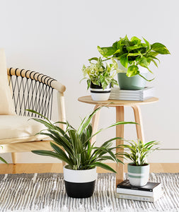 houseplants in living room. indoor plants decor.