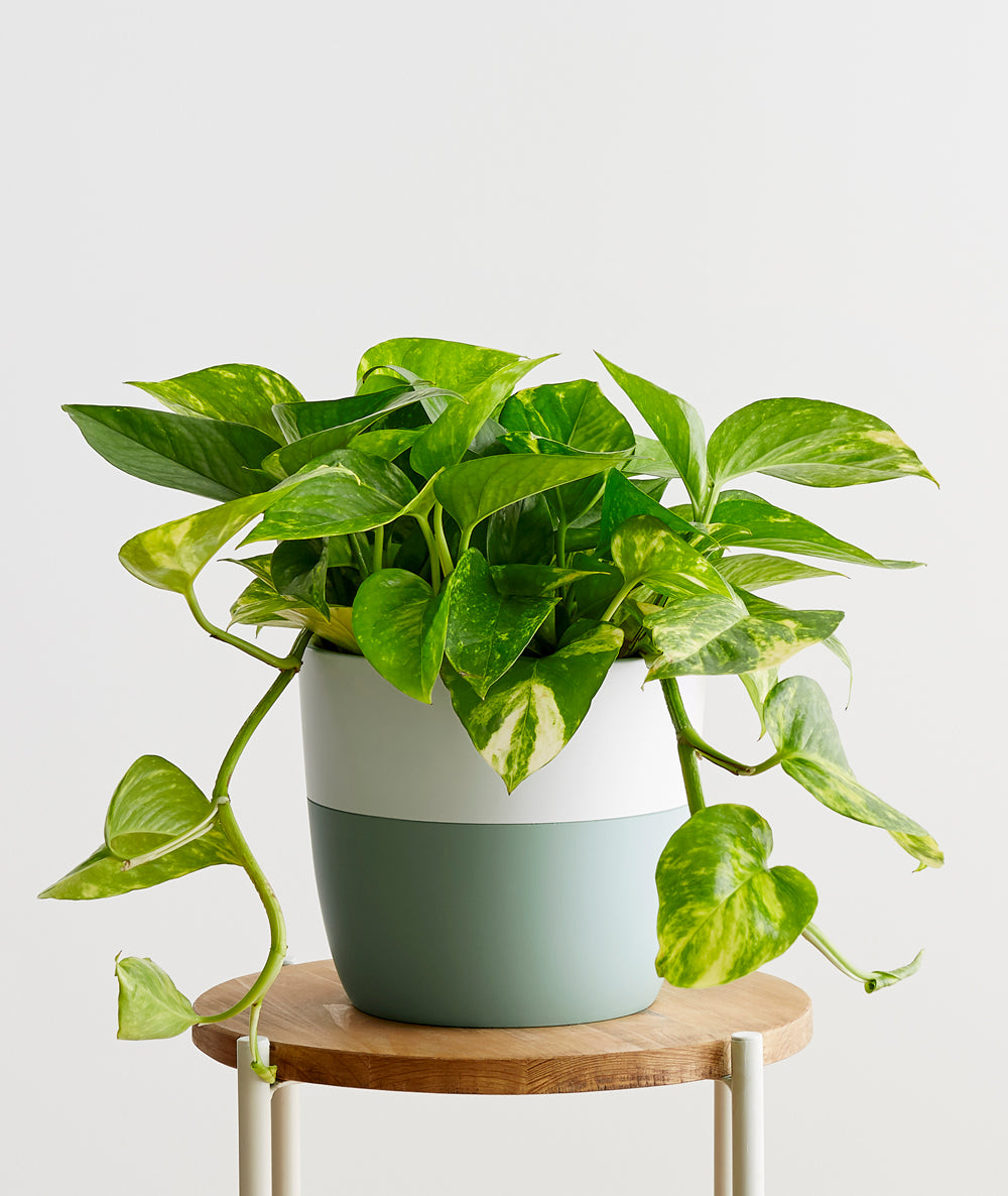 Devil's Ivy, Pothos houseplant. The best house plants for beginners. Shop online and choose from allergy-reducing, air-purifying, and easy-to-grow houseplants anyone can enjoy. Free shipping on orders $100+.