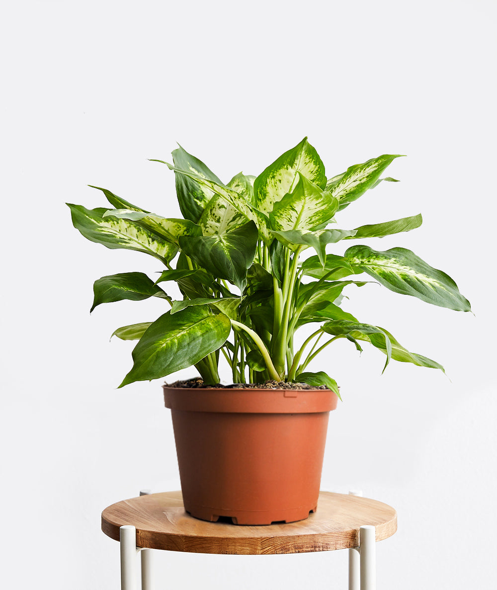 Dieffenbachia