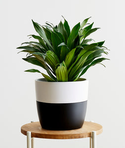 Dracaena.