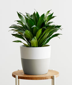 Dracaena.