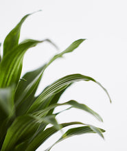 Load image into Gallery viewer, Dracaena.