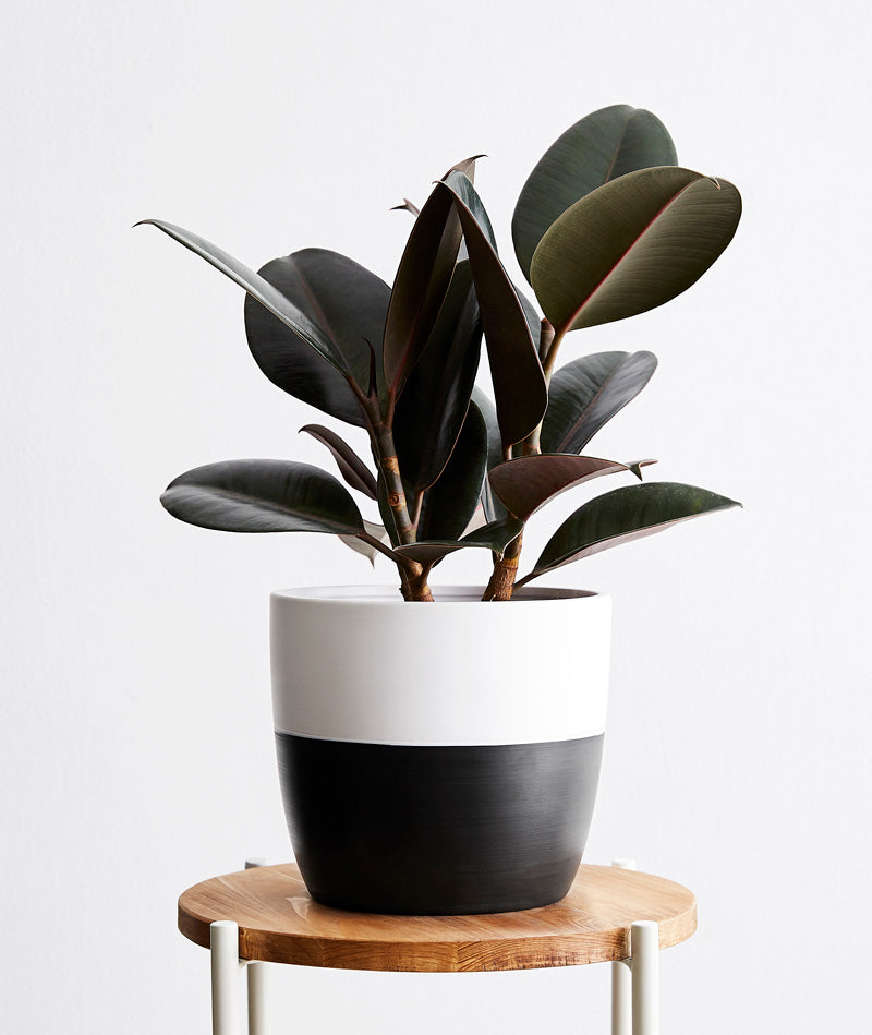 Ficus elastica Rubber Tree with dark burgundy leaves. Shop online and choose from pet-friendly, air-purifying, and easy-to-grow houseplants anyone can enjoy. Free shipping on orders $100+.