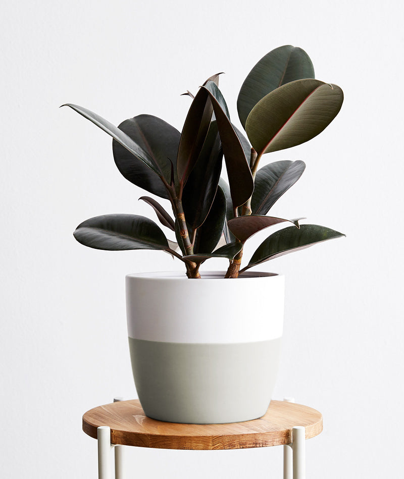 Rubber Tree Plant Care Guide | Ansel & Ivy