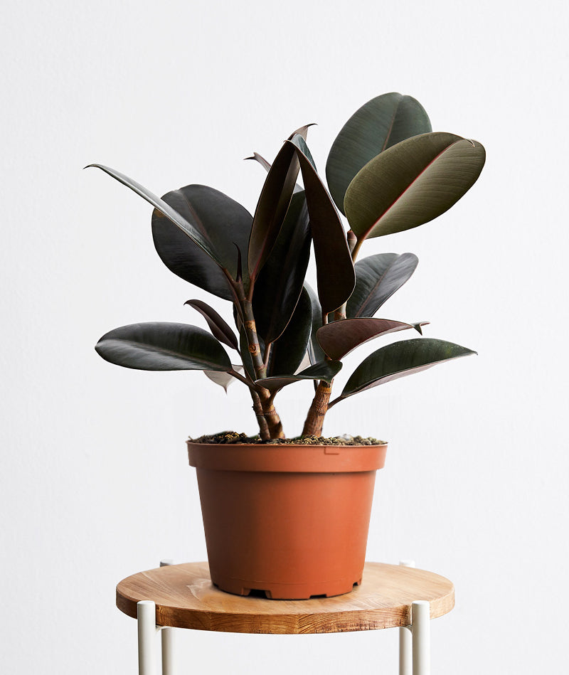 Rubber Tree Plant Care Guide | Ansel & Ivy