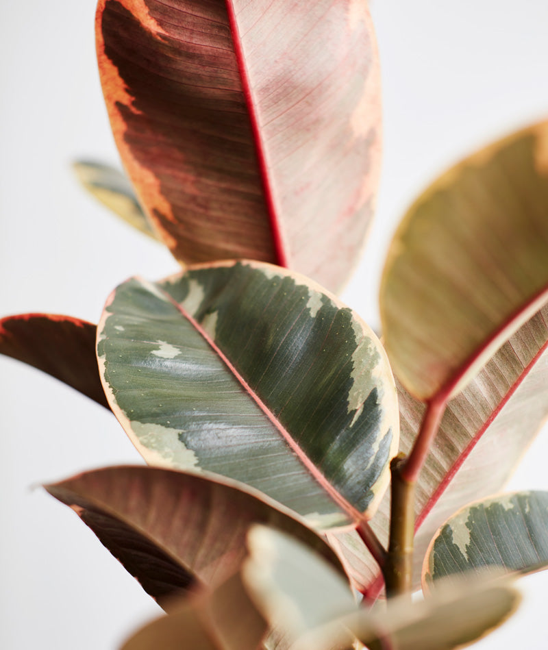 Yellow Rubber Tree