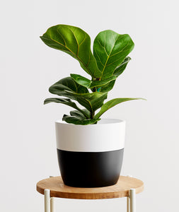 Fiddle-Leaf Fig