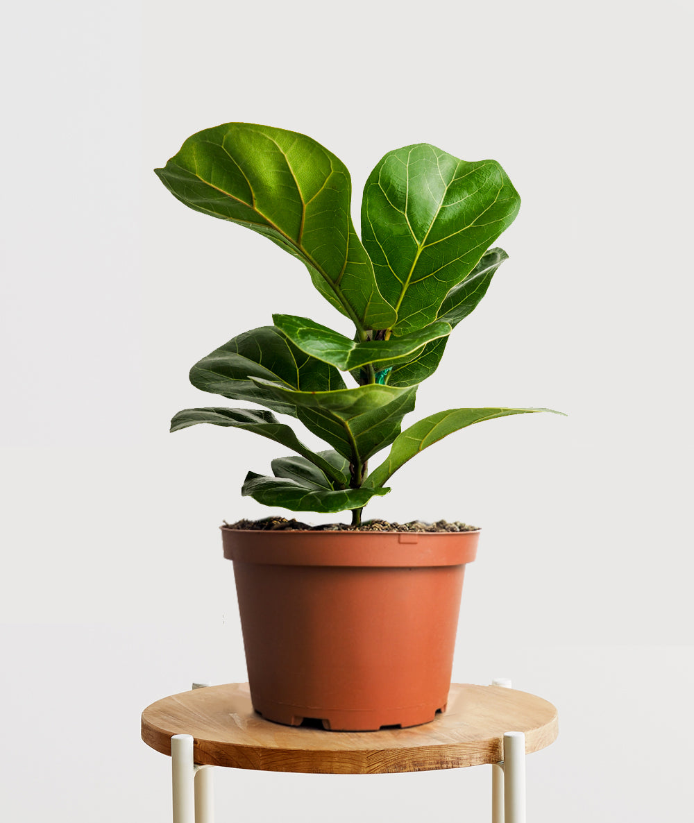 Fiddle-Leaf Fig