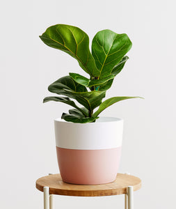 Fiddle-Leaf Fig