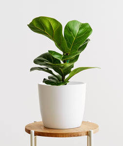 Fiddle-Leaf Fig