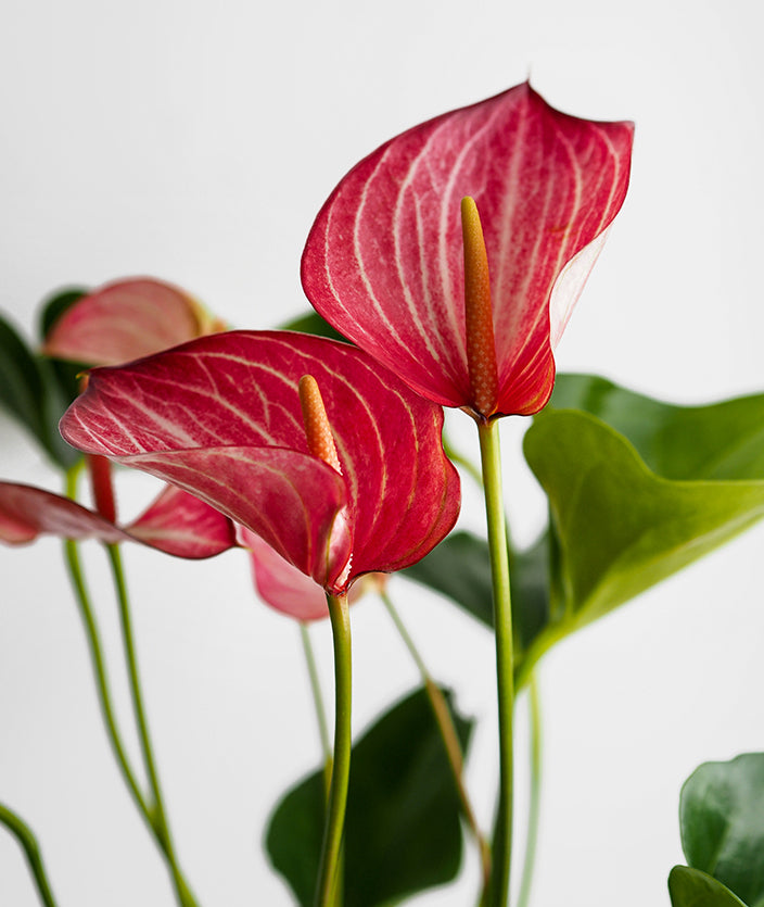 Flamingo Anthurium