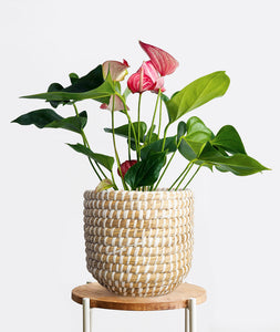 Flamingo Anthurium