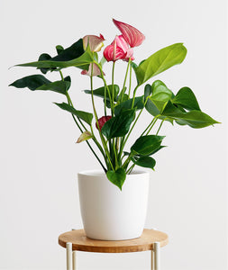 Flamingo Anthurium.