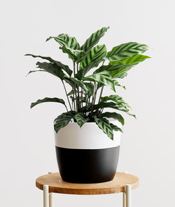 Freddie Calathea, calathea concinna. Calathea houseplants are safe for cats and not toxic to dogs. Shop online and choose from pet-friendly, air-purifying, and easy-to-grow houseplants anyone can enjoy. Free shipping on orders $100+.