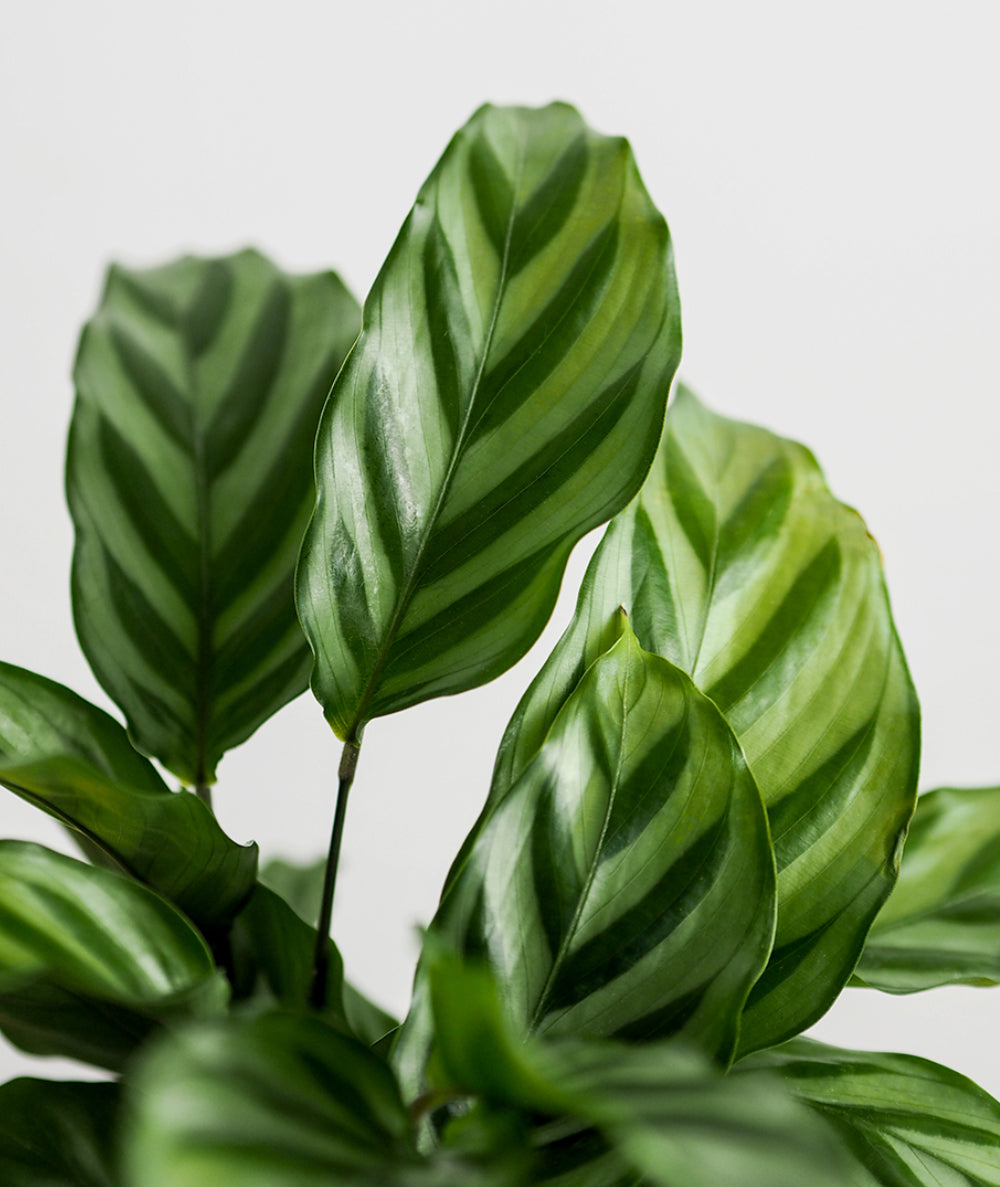 Freddie Calathea